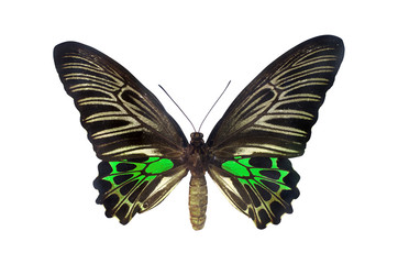 The Golden Birdwing