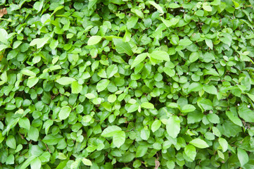 Fototapeta na wymiar Green hedge texture from garden