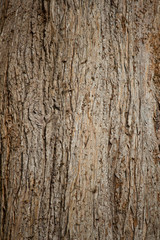 Bark of Old Pine Tree