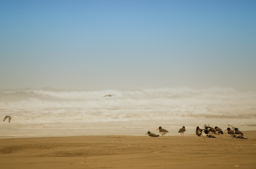 oystercatcher bird