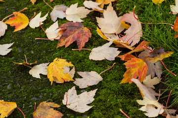 Leaves laying on path in the fall