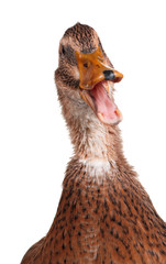 Domestic duck