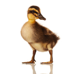 Domestic duckling