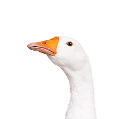 Domestic goose