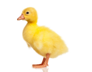 Domestic gosling