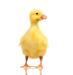 Domestic gosling