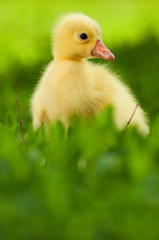 Domestic gosling