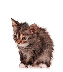 Wet kitten