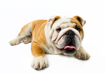 Bulldog