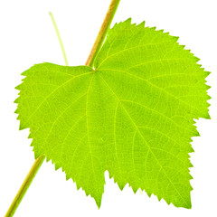 feuille de vigne
