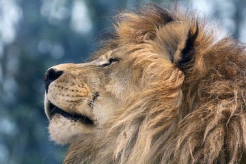 lion