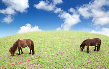 Dwarf Horse eating grass