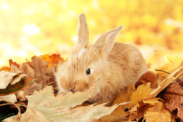 Fluffy foxy rabbit on leaves in park