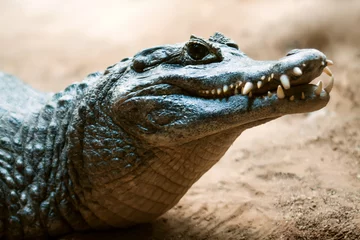 Photo sur Aluminium Crocodile Tête de caïman Yacare