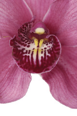 Fototapeta na wymiar Macro of a beautiful pink orchid (Phalaenopsis) isolated