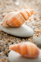 Sea cockleshell on a stone