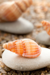 Sea cockleshell on a stone