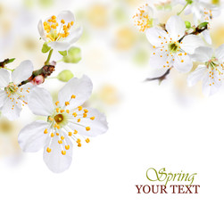 Spring blossom background with white flowers