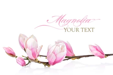 Poster Schöner Zweig von Magnolienblüten auf weißem Hintergrund © gtranquillity