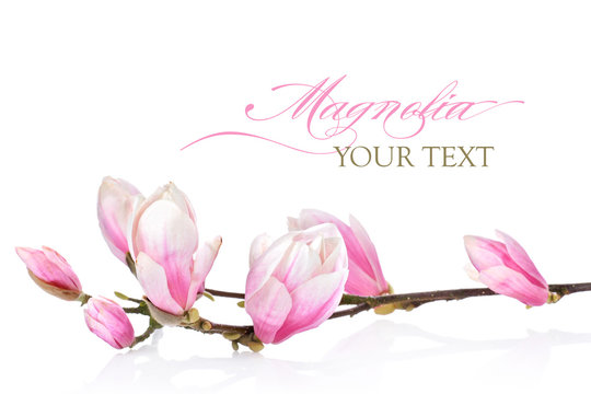 Fototapeta Beautiful branch of magnolia flowers on a white background