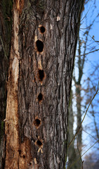 woodpecker hole