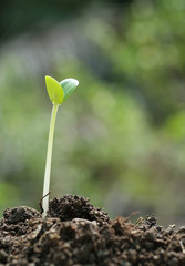 Seeding