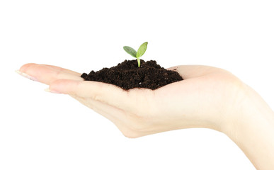 Green seedling growing from soil.in hand