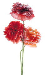 Fototapeta premium poppy