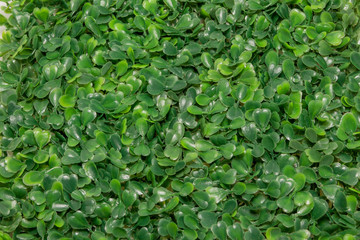 Obraz premium Plastic green grass