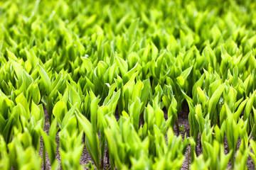Fototapeta na wymiar Bright green grass in the spring
