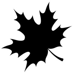 Contour drawing of a maple leaf