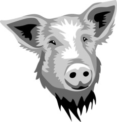 pig