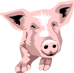 pig