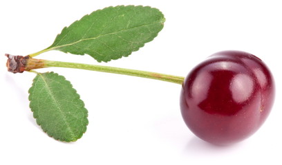 Fototapeta na wymiar Cherry with leaves