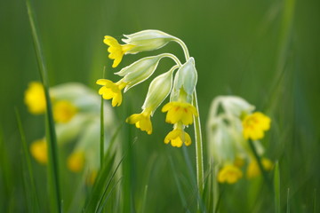 Echte Schlüsselblume (Primula veris)  / common cowslip