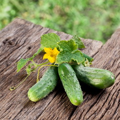 Cucumbers with leaves