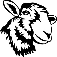 Naklejka premium head of sheep