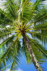 Palm Tree Close-up