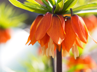 Blüte der Kaiserkrone lichtdurchflutet