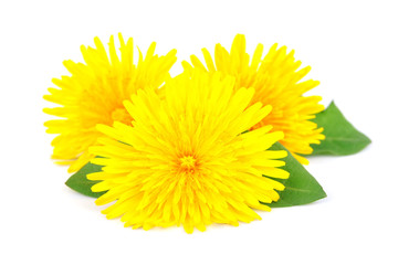 Juicy leafs of a dandelion