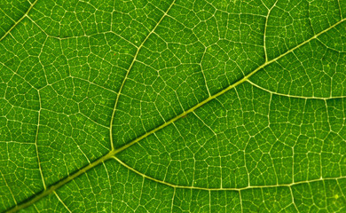 leaf texture