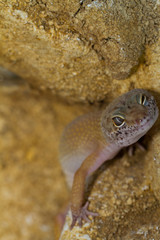 smiling leopard gecko on desert