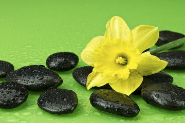 Żonkil z kamieniami do spa © CUKMEN