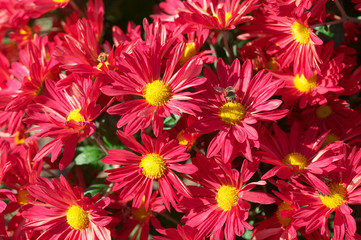 Fototapeta premium Chrysanthemum flower bed