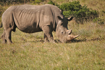 Obraz premium Nashorn