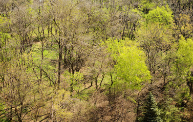The beginning of spring in the park