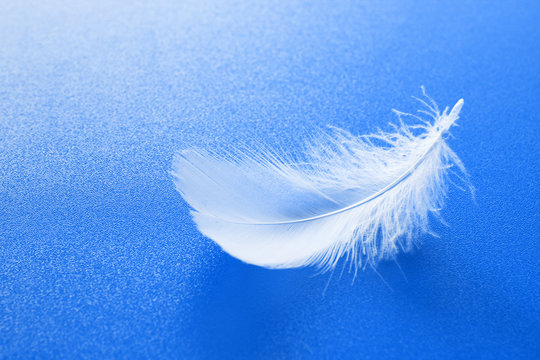 White Feather On Blue