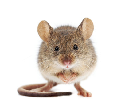 House mouse standing (Mus musculus)