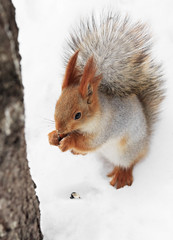 Beautiful squirrel sitting in the snow and eating a nut.