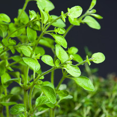 Closeup of fresh basil
